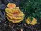 Sárga gévagomba (Laetiporus sulphureus), Győr